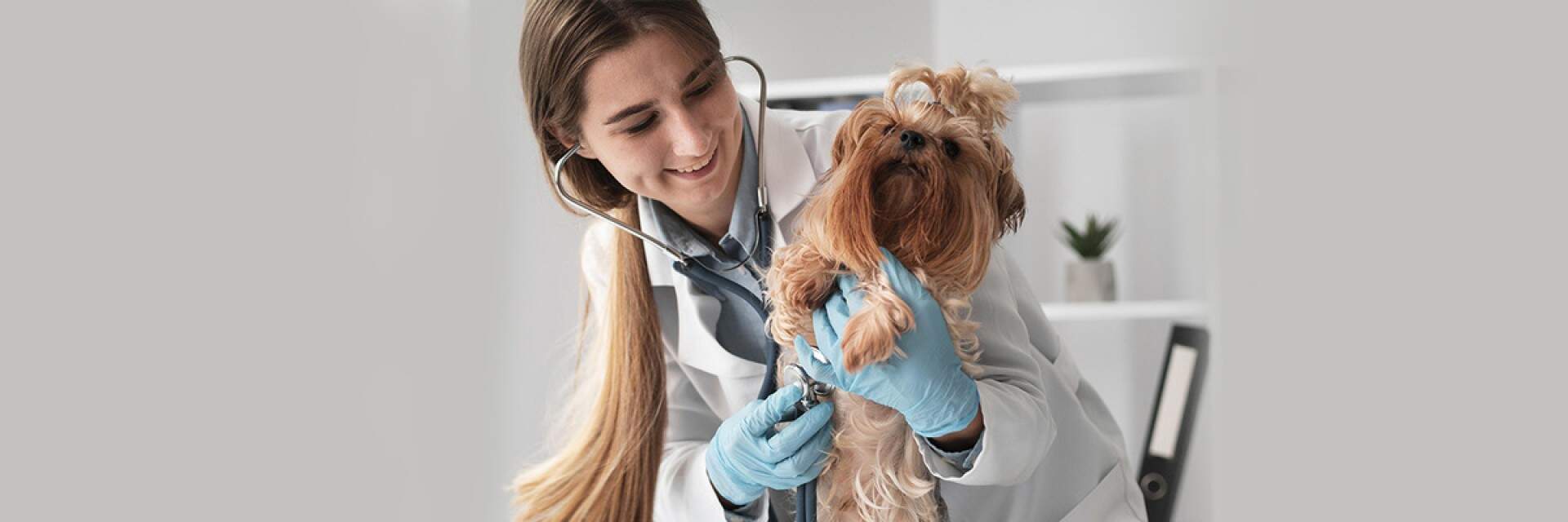 Convênios em Minas Gerais para cuidar do seu pet - Serviços de saúde com atendimento presencial