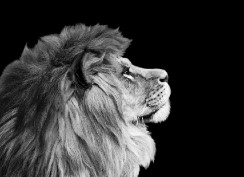 Entrega do IR termina no dia 30; consultor auxilia associados - -