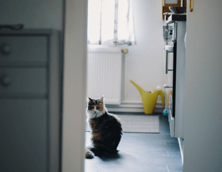 Como tornar seu apartamento um lar melhor para um cão ou gato - -