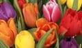 Compre flores online com desconto - -