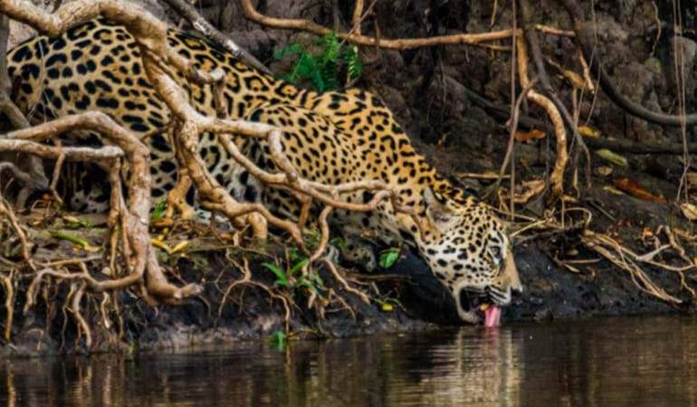 TRT4 inaugura exposição fotográfica com registros da fauna do pantanal de MT e MS