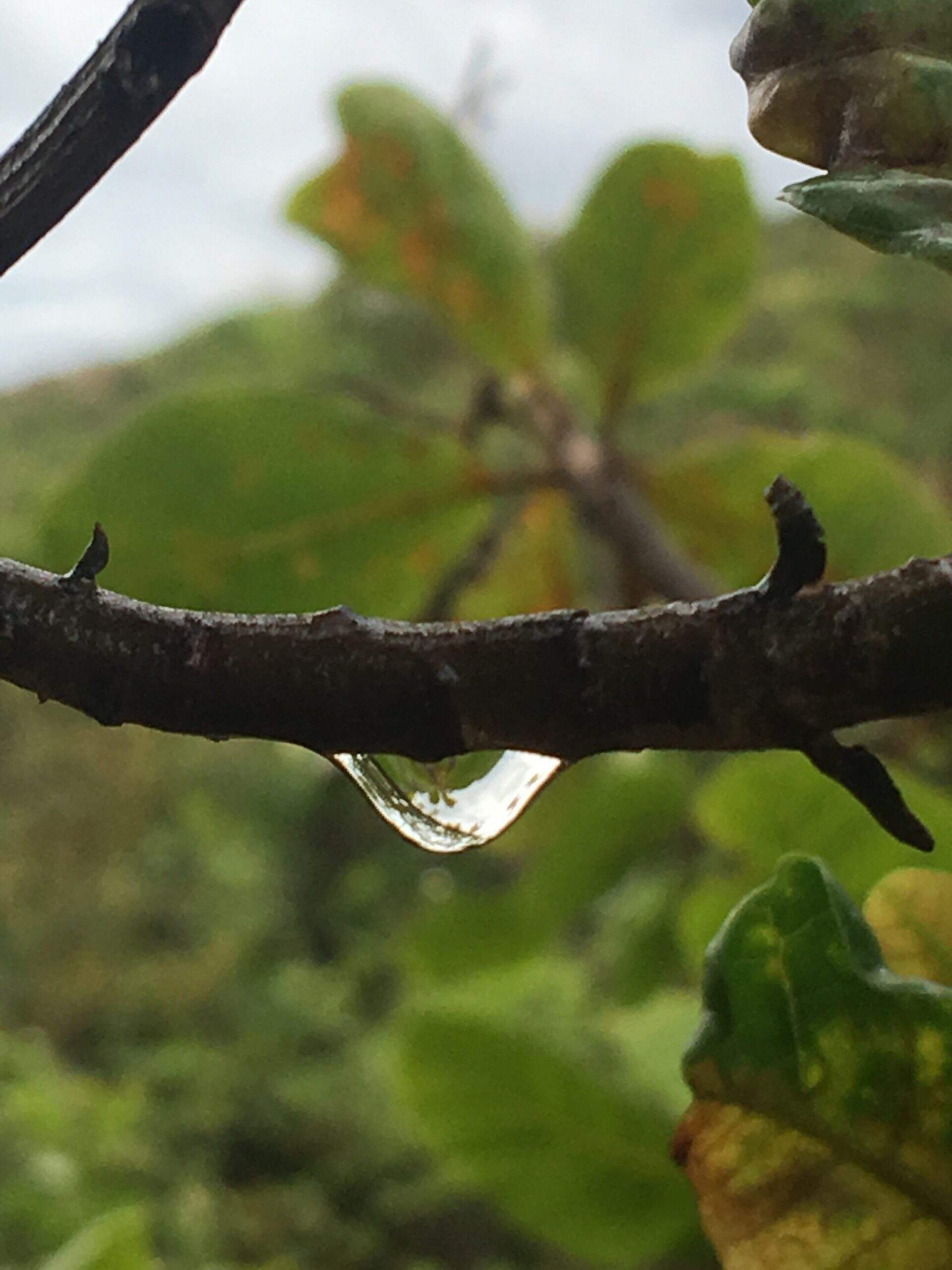 A natureza é o tema principal das fotografias feitas pela servidora.